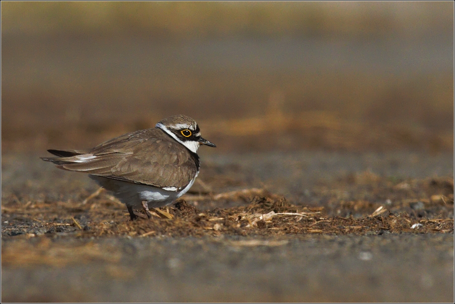 Kulík říční  ( Charadrius dubius )