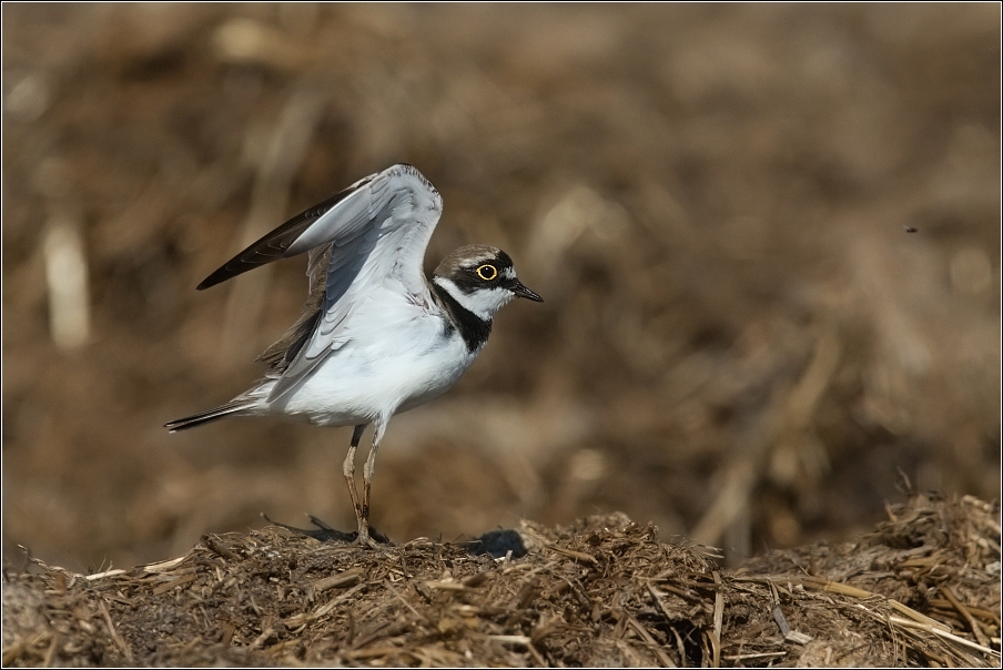 Kulík říční  ( Charadrius dubius )