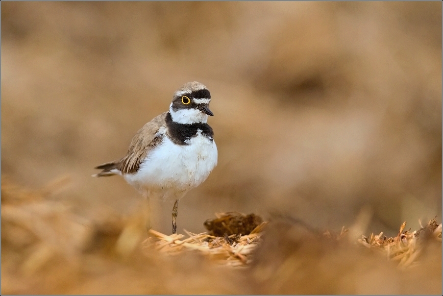 Kulík říční  ( Charadrius dubius )