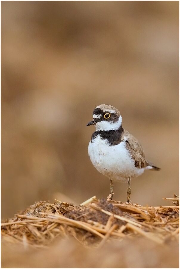 Kulík říční  ( Charadrius dubius )