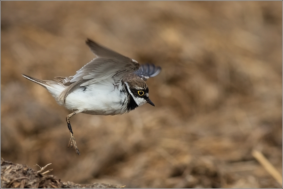 Kulík říční  ( Charadrius dubius )