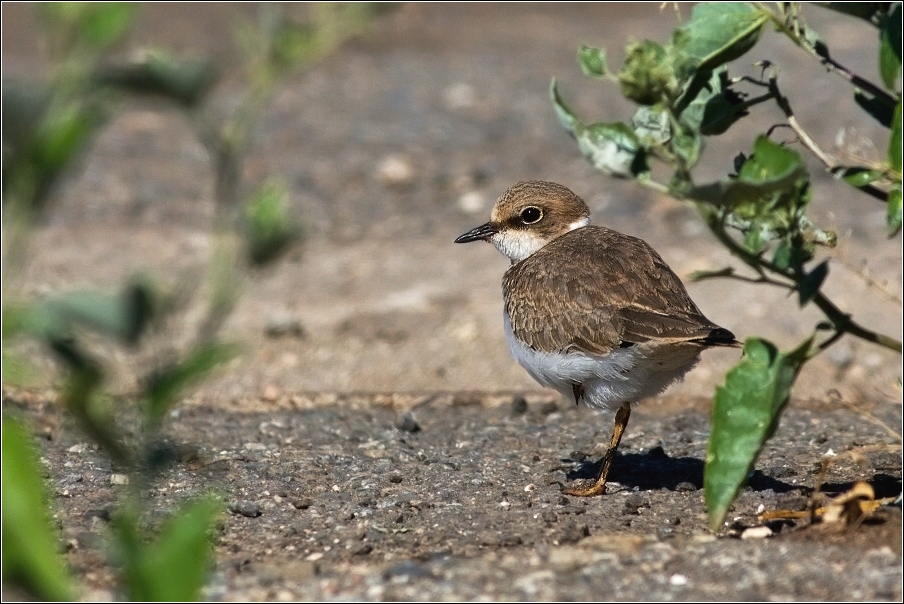 Kulík říční  ( Charadrius dubius )