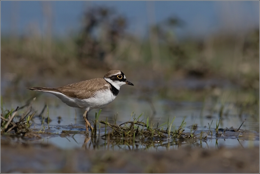 Kulík říční  ( Charadrius dubius )