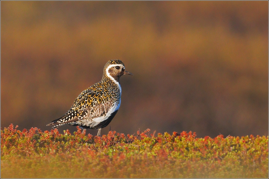 Kulík zlatý ( Pluvialis apricaria )