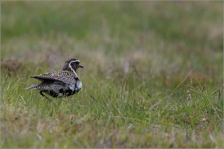 Kulík zlatý ( Pluvialis apricaria )