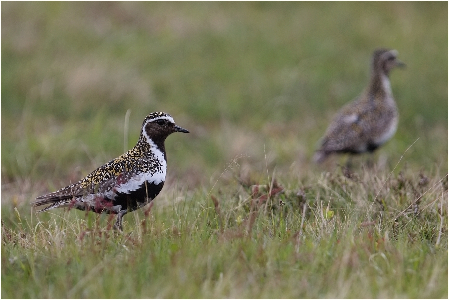 Kulík zlatý ( Pluvialis apricaria )