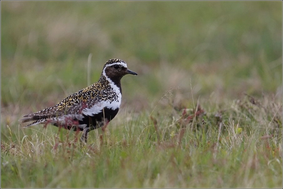 Kulík zlatý ( Pluvialis apricaria )