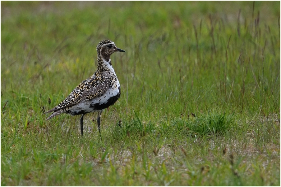 Kulík zlatý ( Pluvialis apricaria )