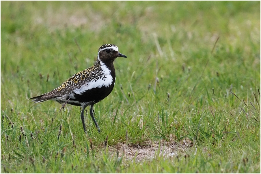 Kulík zlatý ( Pluvialis apricaria )