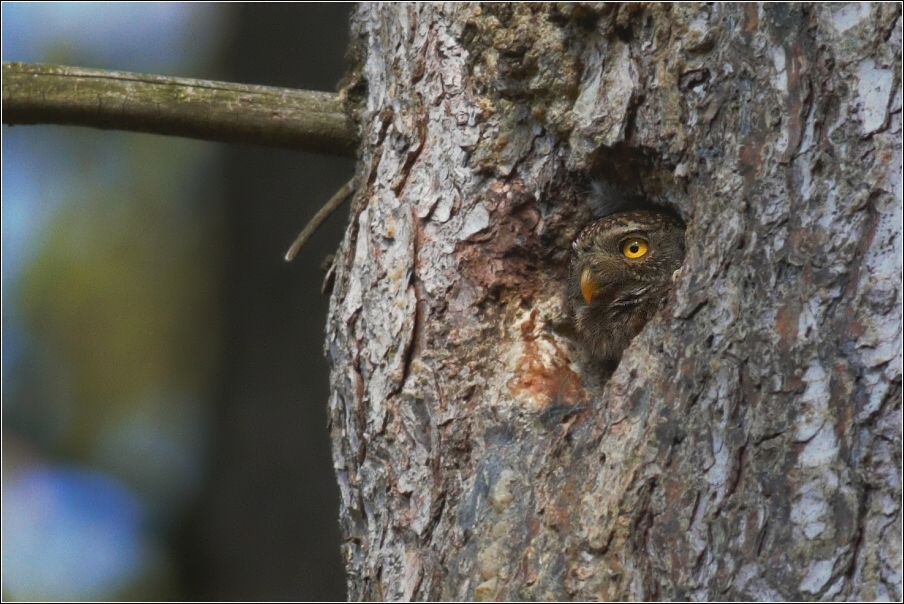 Kulíšek nejmenší  ( Glaucidium passerinum )