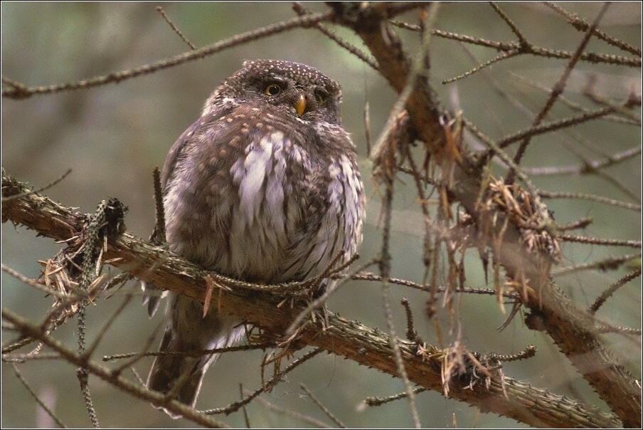 Kulíšek nejmenší  ( Glaucidium passerinum )