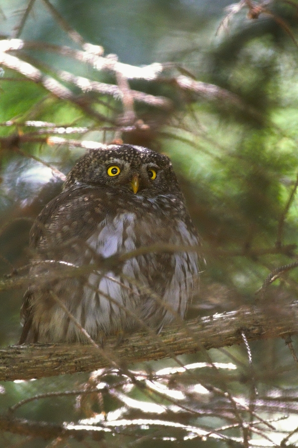 Kulíšek nejmenší  ( Glaucidium passerinum )