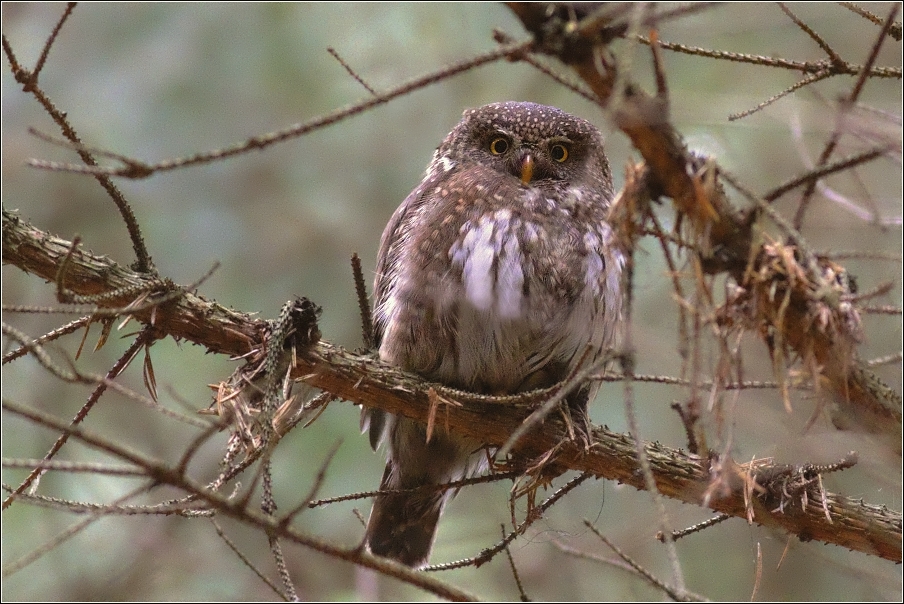 Kulíšek nejmenší  ( Glaucidium passerinum )