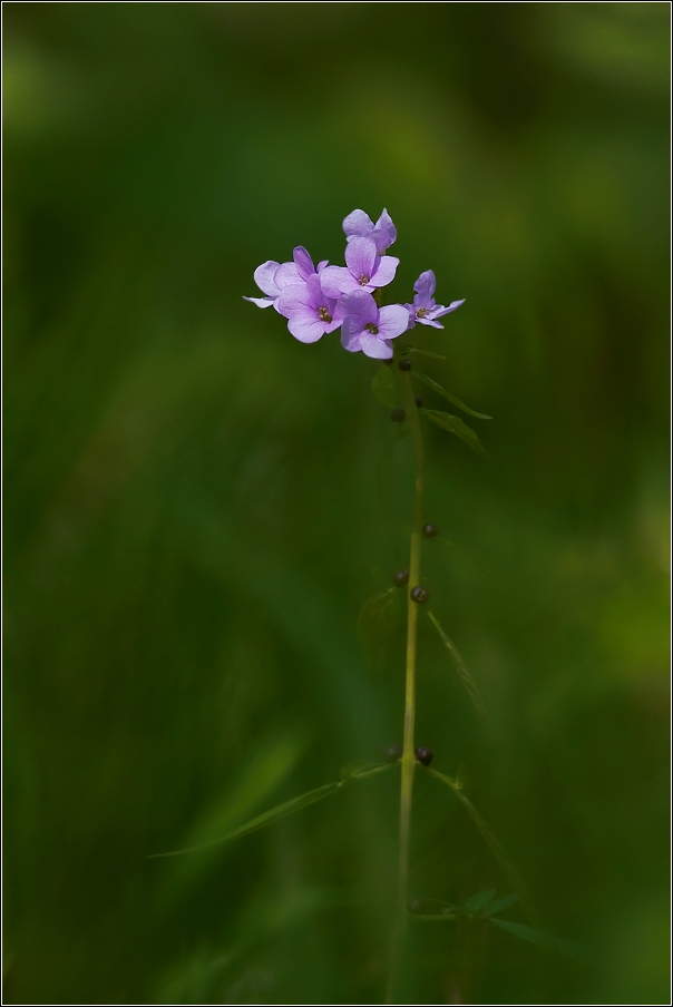 Kyčelnice cibulkonosná  ( Dentaria bulbifera )