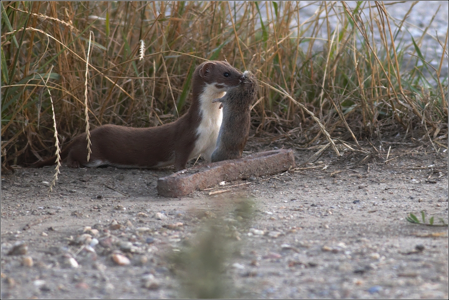 Lasice kolčava ( Mustela  nivalis )