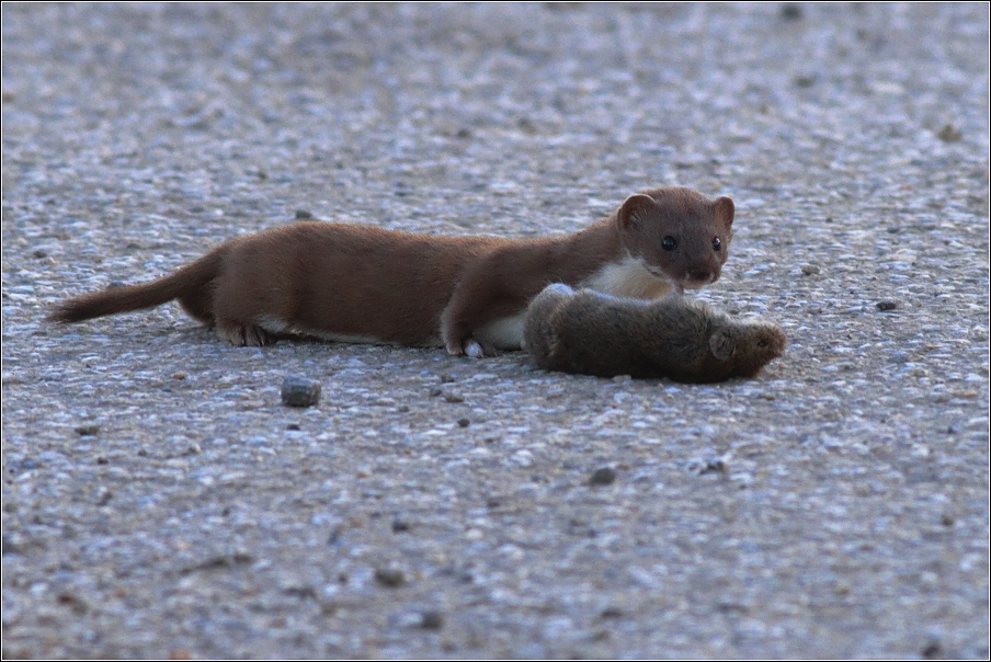 Lasice kolčava ( Mustela  nivalis )