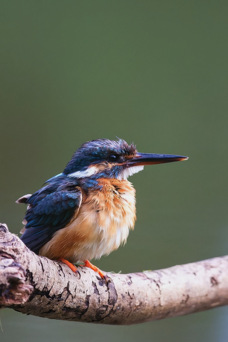 Ledňáček říční  ( Alcedo atthis )