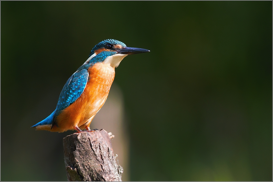 Ledňáček říční ( Alcedo atthis )