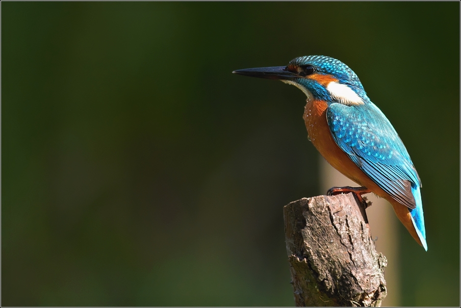 Ledňáček říční ( Alcedo atthis )