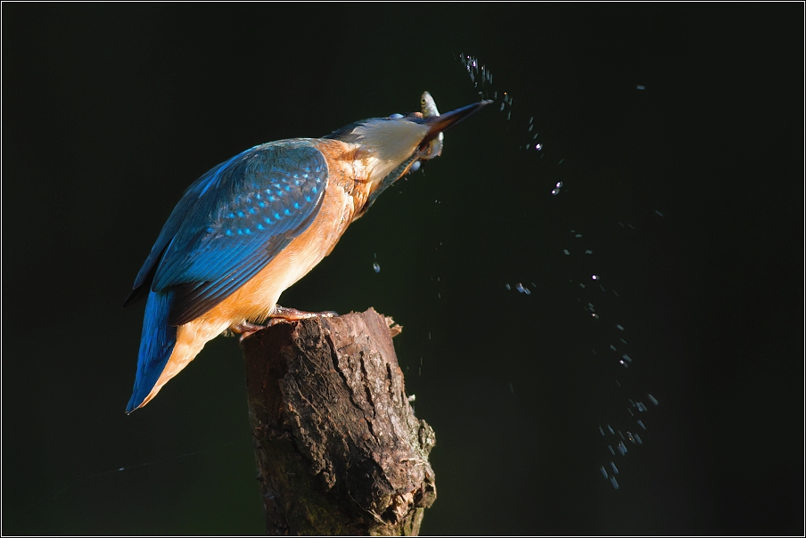 Ledňáček říční ( Alcedo atthis )