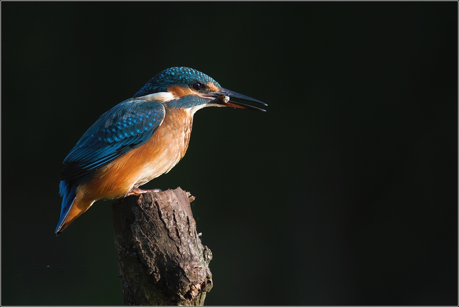 Ledňáček říční ( Alcedo atthis )