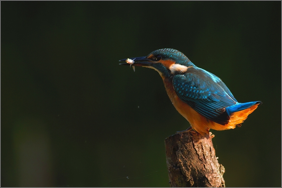 Ledňáček říční ( Alcedo atthis )