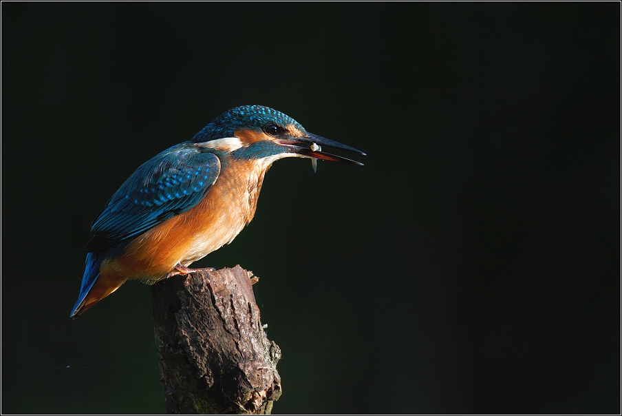 Ledňáček říční ( Alcedo atthis )