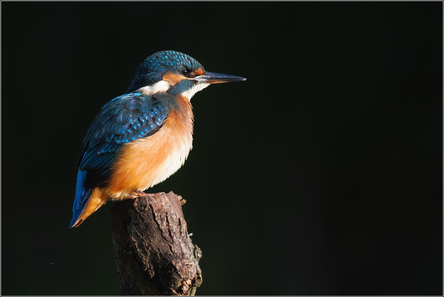 Ledňáček říční ( Alcedo atthis )