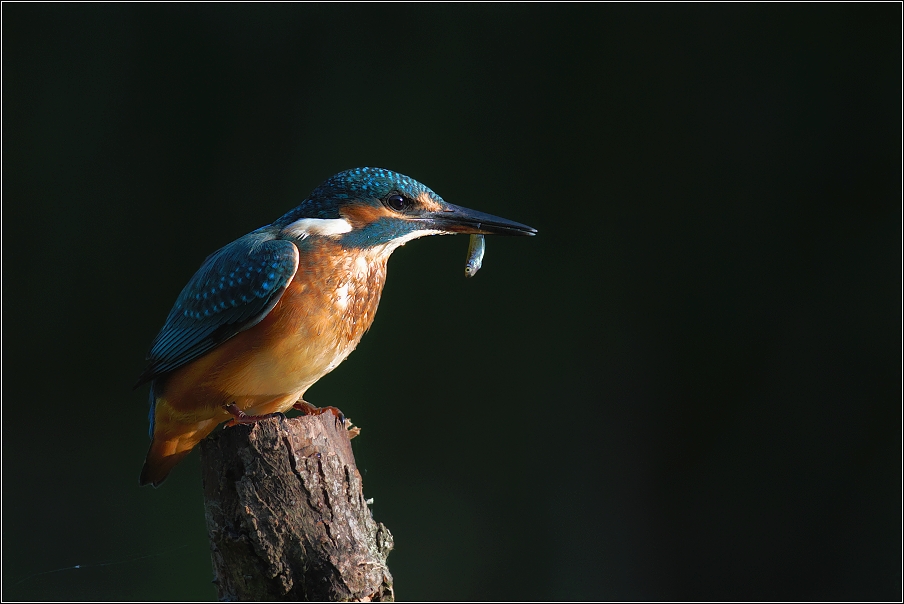 Ledňáček říční ( Alcedo atthis )