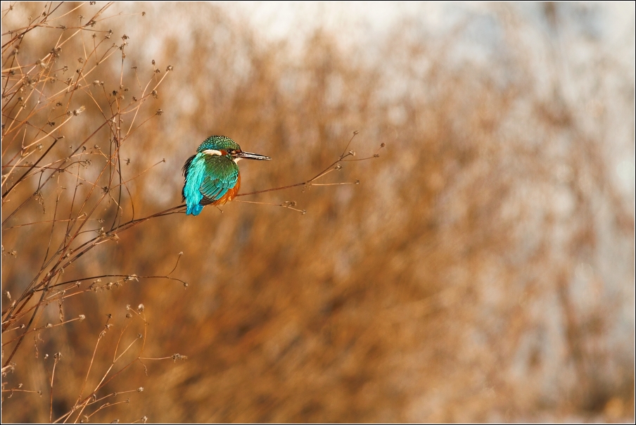 Ledňáček říční ( Alcedo atthis )