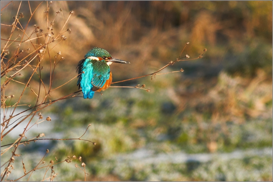 Ledňáček říční ( Alcedo atthis )