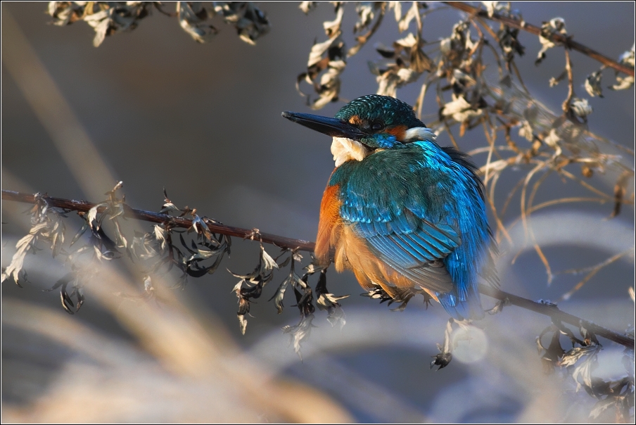 Ledňáček říční ( Alcedo atthis )