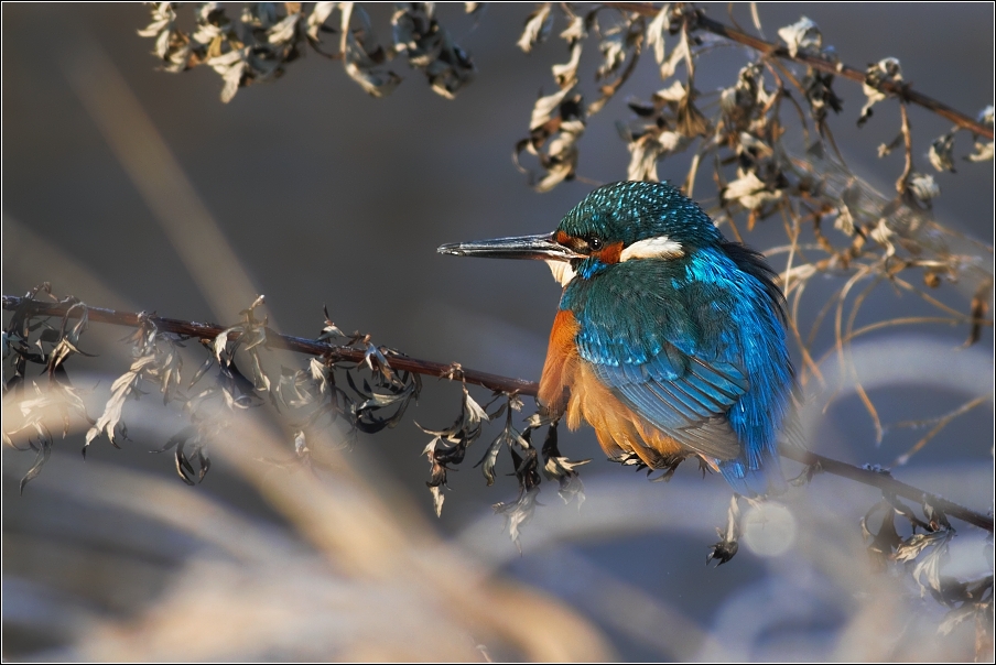 Ledňáček říční ( Alcedo atthis )