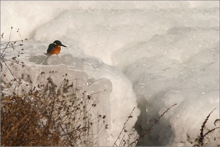 Ledňáček říční ( Alcedo atthis )