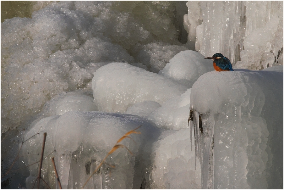 Ledňáček říční ( Alcedo atthis )