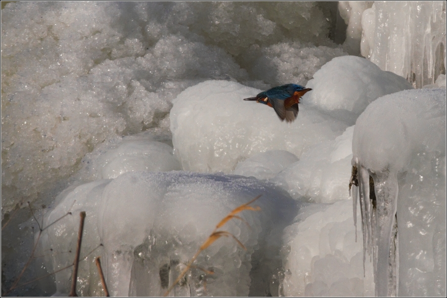 Ledňáček říční ( Alcedo atthis )