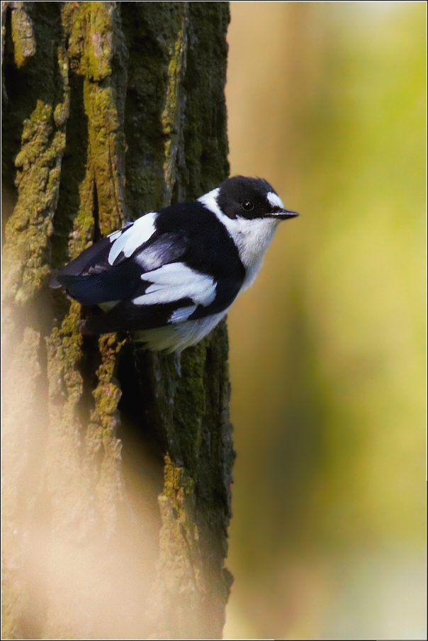 Lejsek bělokrký  ( Ficedula albicollis )