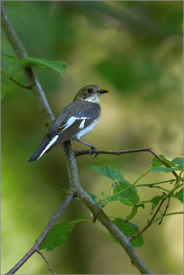 Lejsek bělokrký  ( Ficedula albicollis )