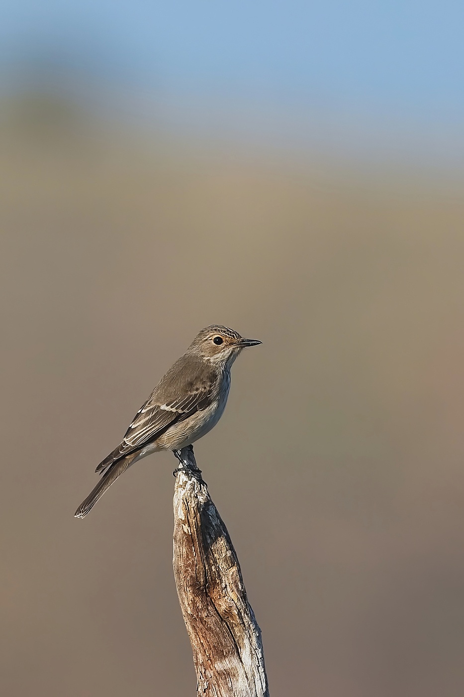 Lejsek šedý  ( Muscicapa striata )