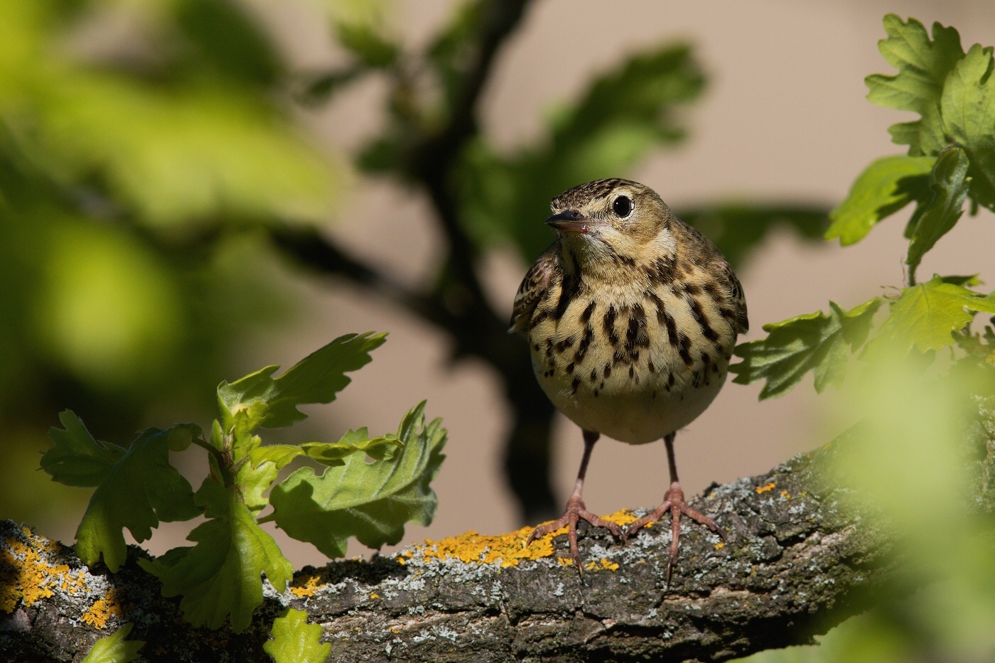 Linduška lesní  (Anthus trivialis )