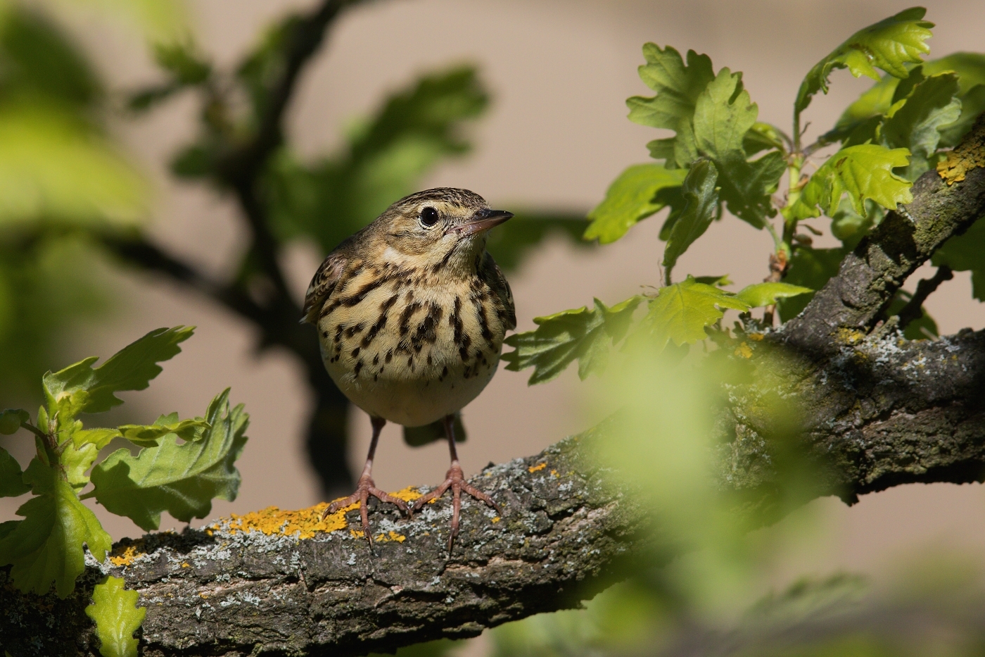 Linduška lesní  (Anthus trivialis )