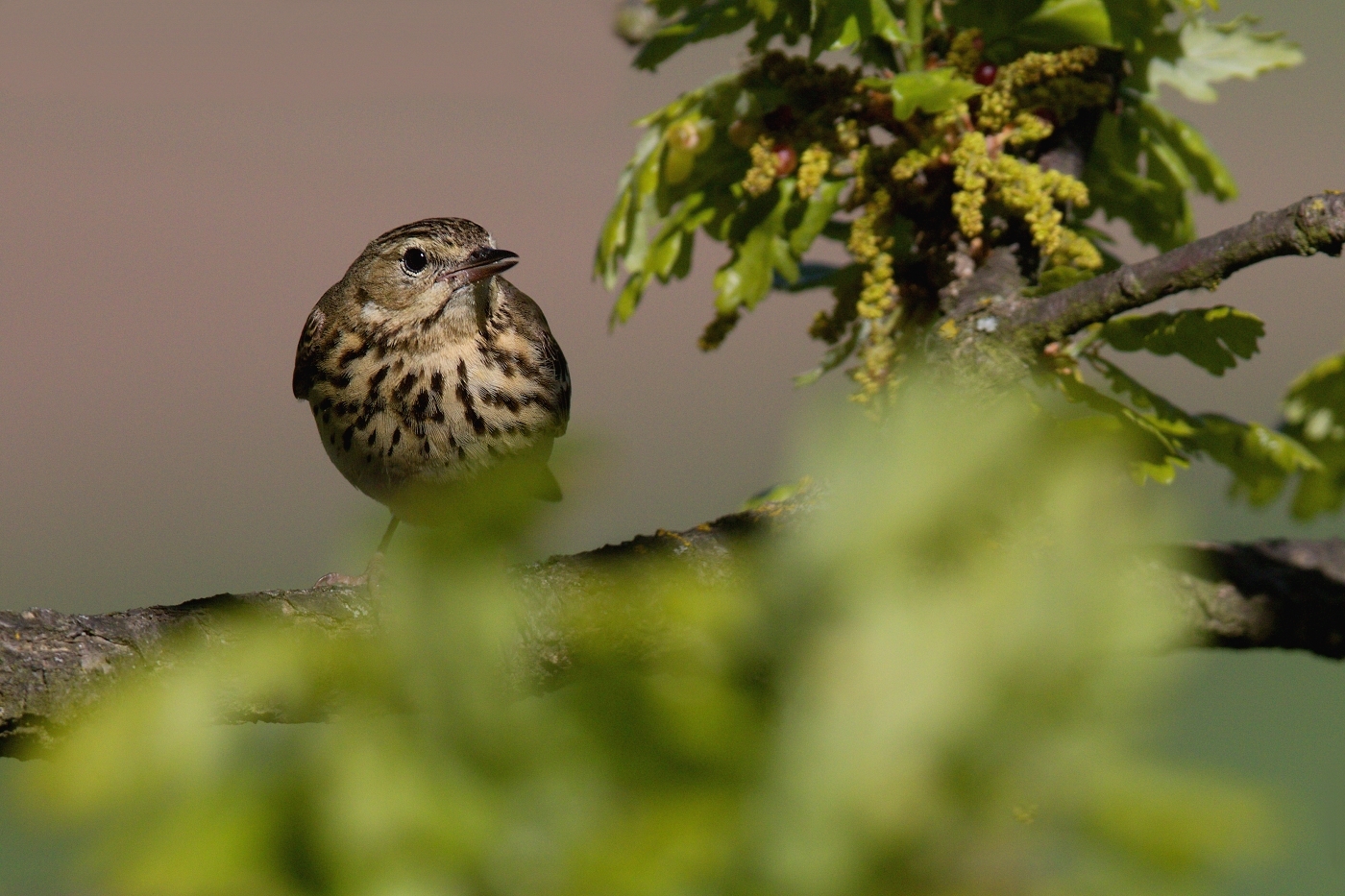 Linduška lesní  (Anthus trivialis )