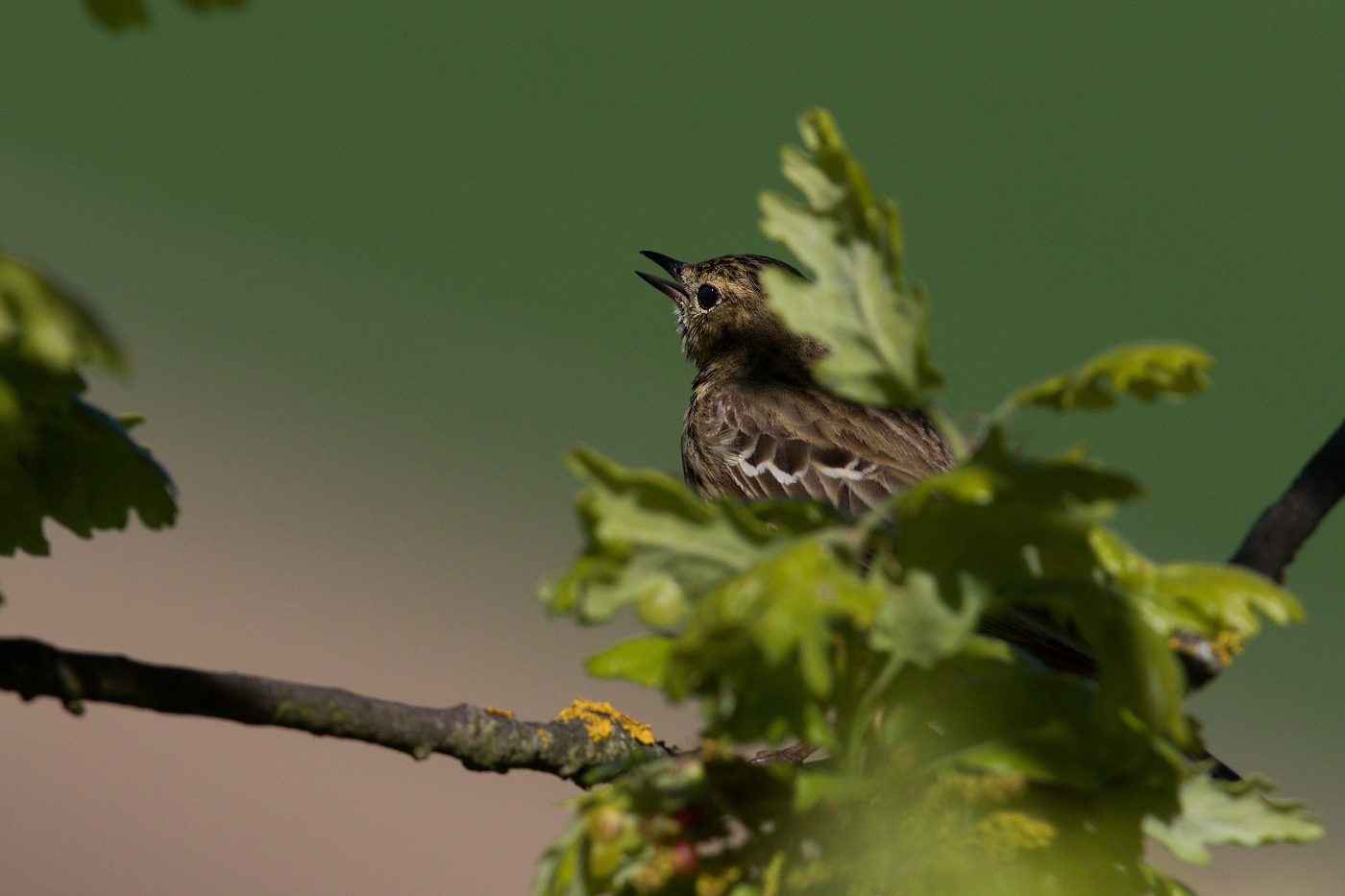 Linduška lesní  (Anthus trivialis )