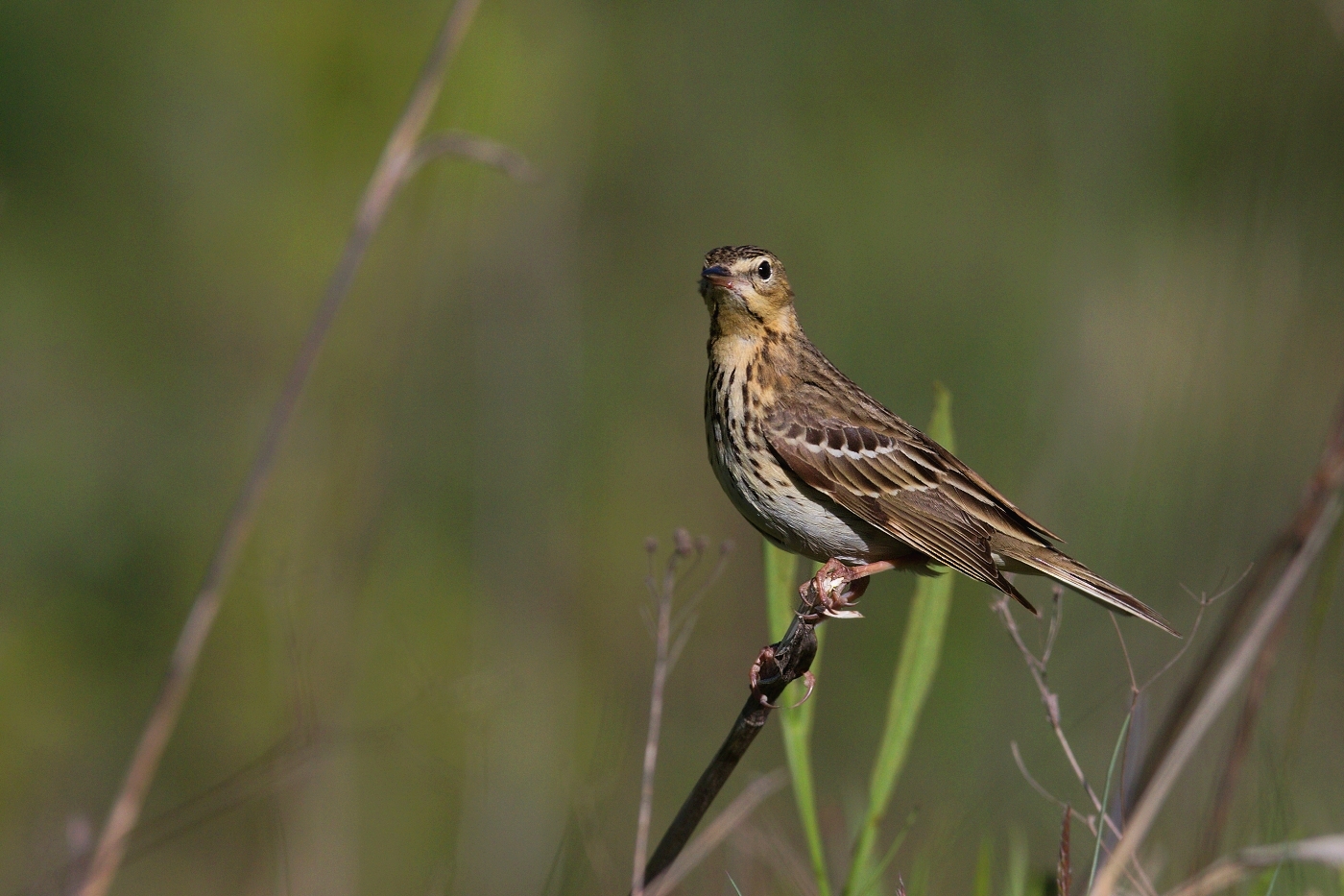 Linduška lesní  (Anthus trivialis )