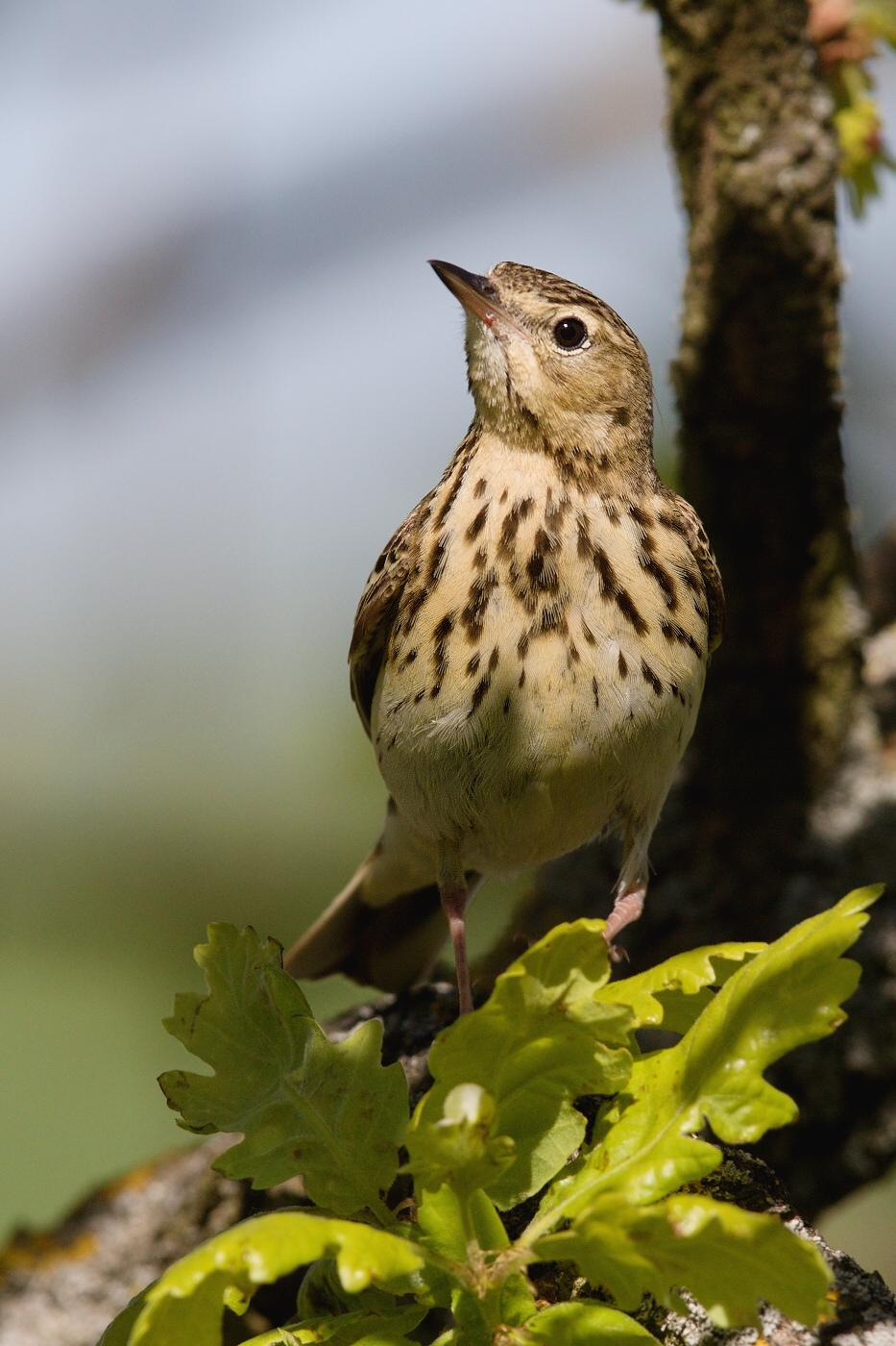 Linduška lesní  (Anthus trivialis )