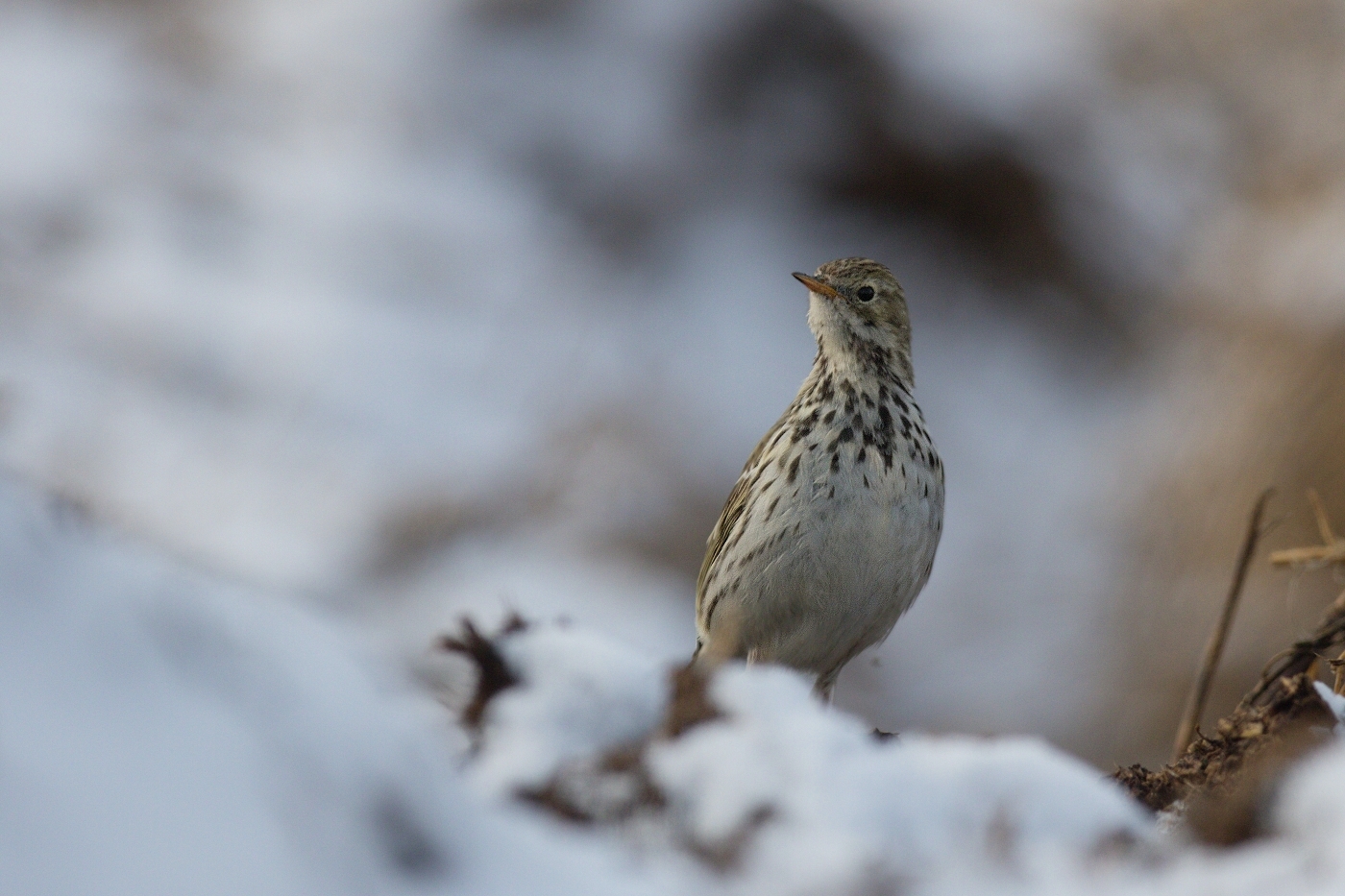 Linduška luční ( Anthus pratensis )