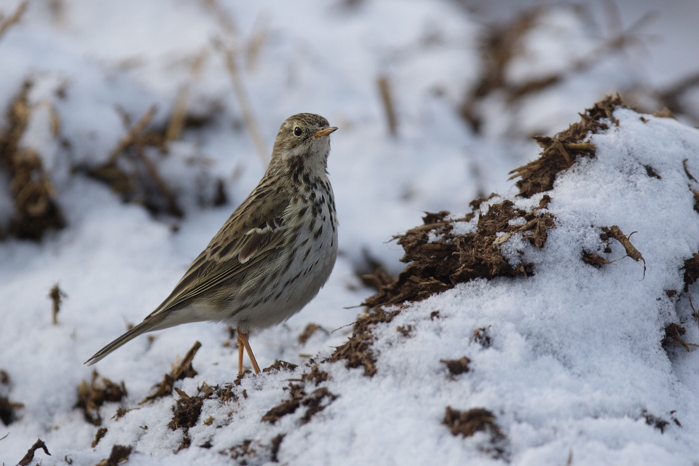 Linduška luční ( Anthus pratensis )