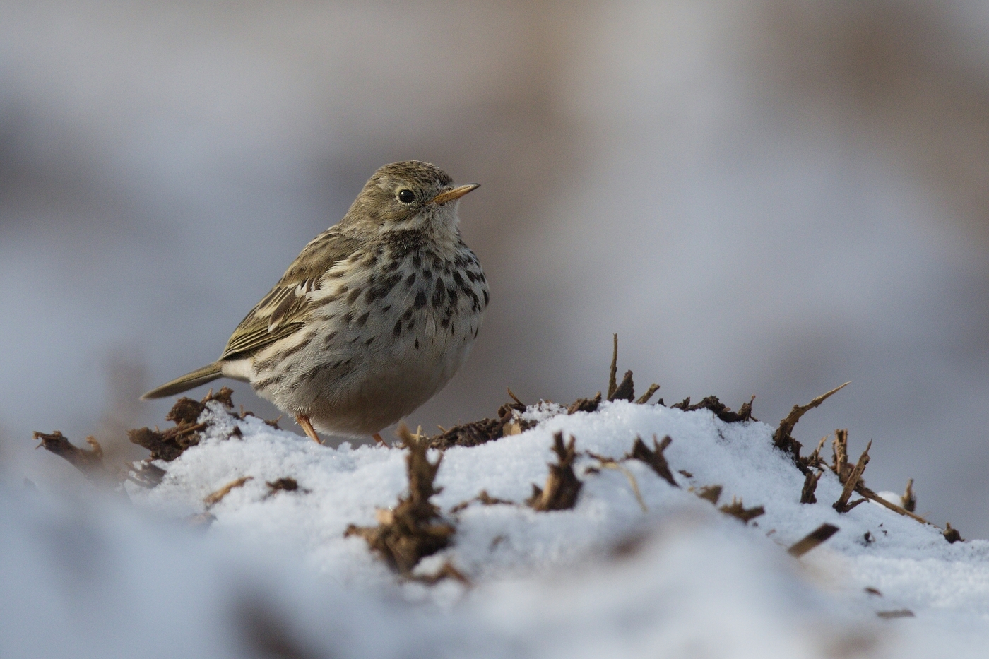 Linduška luční ( Anthus pratensis )