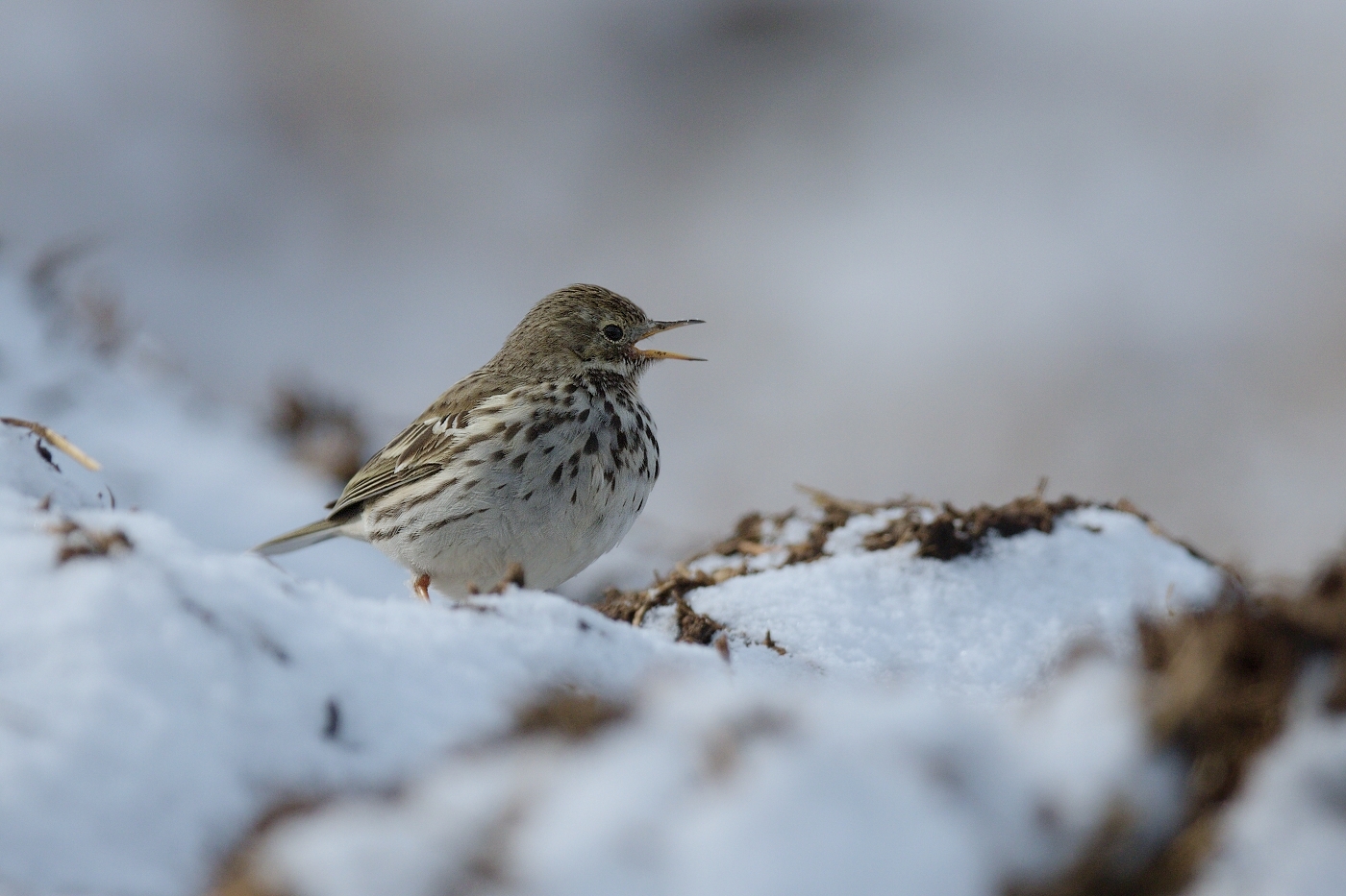 Linduška luční ( Anthus pratensis )