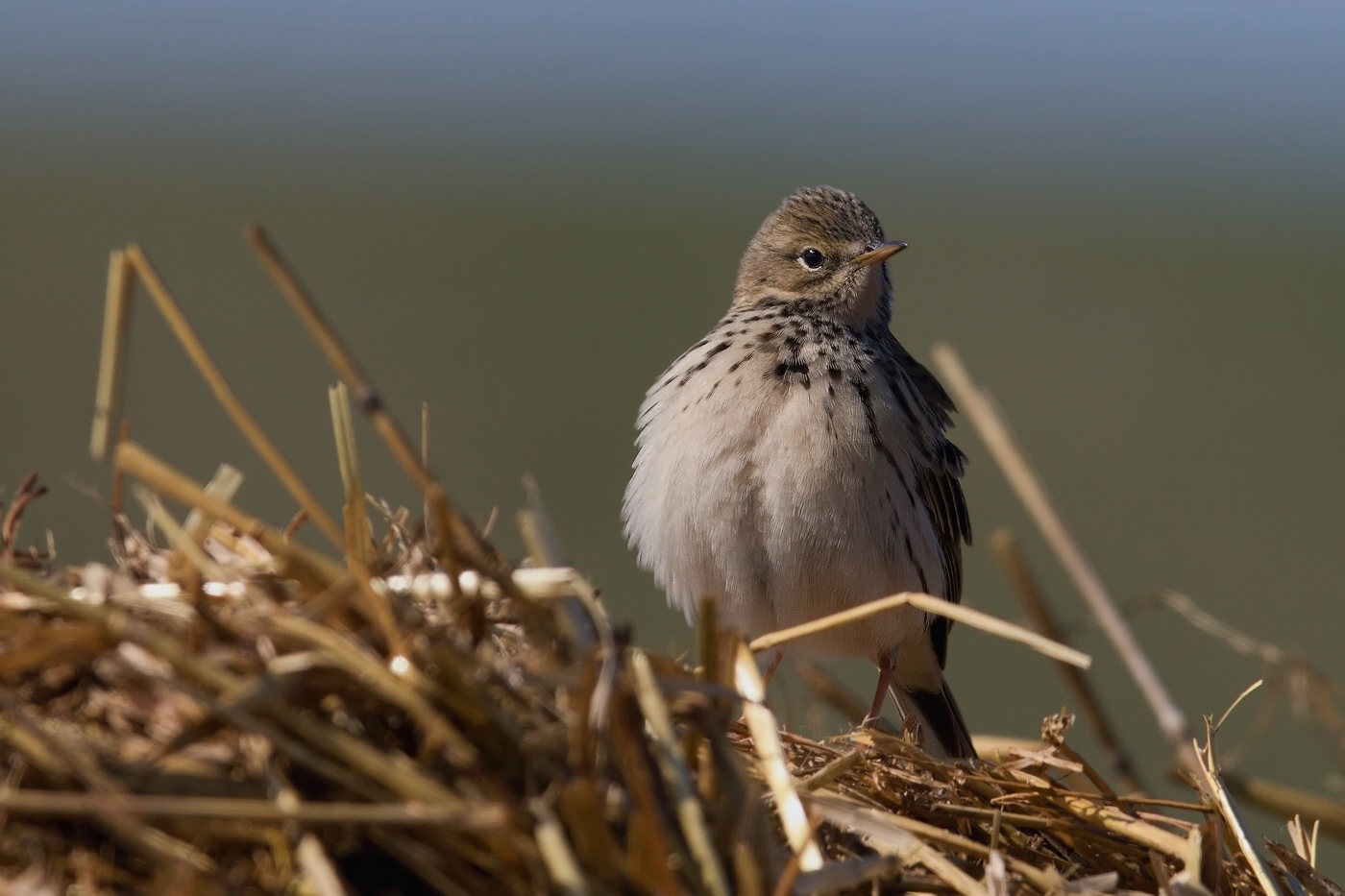 Linduška luční ( Anthus pratensis )